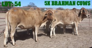 5X Red Brahman Cow LORALEX BRAHMANS