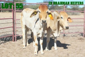 2X Red Brahman Heifer LORALEX BRAHMANS