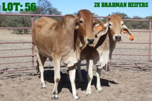 2X Red Brahman Heifer LORALEX BRAHMANS