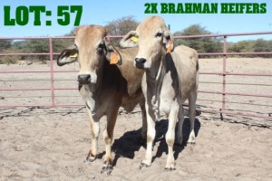 2X Red Brahman Heifer LORALEX BRAHMANS