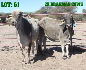 2X Grey Brahman Cow LORALEX BRAHMANS