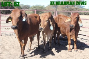 3X Red Brahman Cow LORALEX BRAHMANS