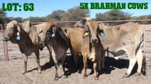 5X Grey Brahman Cow LORALEX BRAHMANS