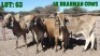 5X Grey Brahman Cow LORALEX BRAHMANS