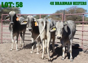 4X Grey Brahman Heifer LORALEX BRAHMANS