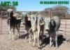 4X Grey Brahman Heifer LORALEX BRAHMANS