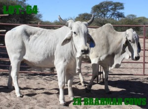 2X Red Brahman Cow LORALEX BRAHMANS