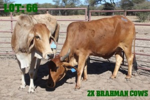 2X Red Brahman Cow LORALEX BRAHMANS