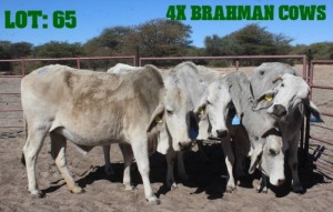 4X Grey Brahman Cow LORALEX BRAHMANS