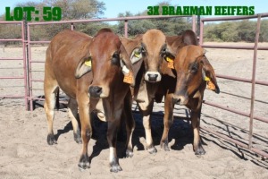 3X Red Brahman Heifer LORALEX BRAHMANS