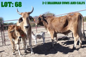 2+2X Brahman Cross Cow & Calf LORALEX BRAHMANS