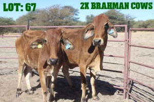 2X Red Brahman Cow LORALEX BRAHMANS