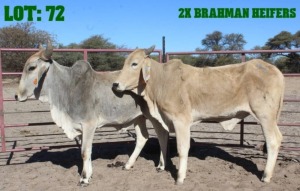 2X Red Brahman Heifer LORALEX BRAHMANS