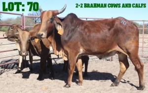 2+2X Red Brahman Cow & Calf LORALEX BRAHMANS