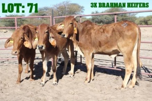 3X Red Brahman Heifer LORALEX BRAHMANS