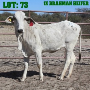 1X Grey Brahman Heifer LORALEX BRAHMANS