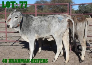 4X Grey Brahman Heifer LORALEX BRAHMANS