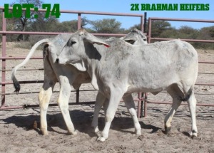 2X Grey Brahman Heifer LORALEX BRAHMANS