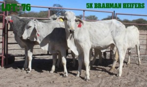 5X Grey Brahman Heifer LORALEX BRAHMANS