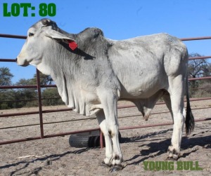 1X Grey Brahman Bull LORALEX BRAHMANS