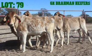 6X Red Brahman Heifer LORALEX BRAHMANS