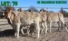 6X Red Brahman Heifer LORALEX BRAHMANS