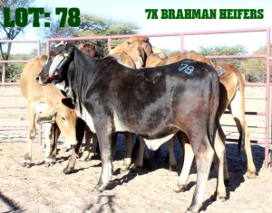 8X Grey Brahman Heifer LORALEX BRAHMANS