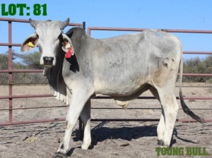 1X Grey Brahman Bull LORALEX BRAHMANS