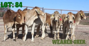 9X Red Brahman Weaner Oxen LORALEX BRAHMANS