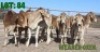 9X Red Brahman Weaner Oxen LORALEX BRAHMANS