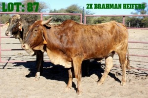 2X Brahman Cross Heifer LORALEX BRAHMANS