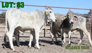 8X Grey Brahman Weaner Oxen LORALEX BRAHMANS