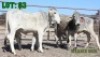 8X Grey Brahman Weaner Oxen LORALEX BRAHMANS