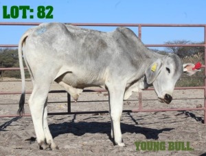 1X Grey Brahman Bull LORALEX BRAHMANS