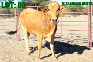 1X Red Brahman Heifer LORALEX BRAHMANS