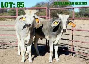 2X Grey Brahman Heifer LORALEX BRAHMANS