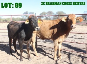 2X Brahman Cross Heifer LORALEX BRAHMANS