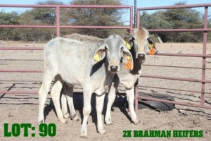 3X Grey Brahman Heifer LORALEX BRAHMANS