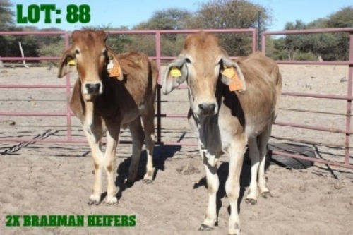 2X Red Brahman Heifer LORALEX BRAHMANS