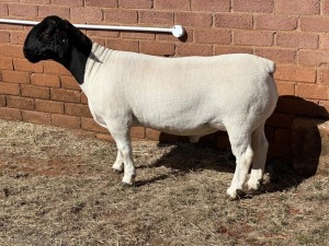 1X DORPER STUD RAM LEROY PHILLIPS DORPERS