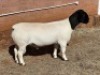 1X DORPER STUD RAM LEROY PHILLIPS DORPERS - 2