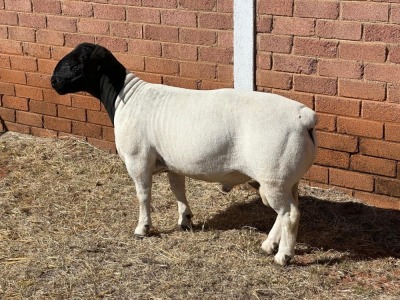 1X DORPER FLOCK RAM LEROY PHILLIPS DORPERS