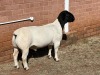 1X DORPER FLOCK RAM LEROY PHILLIPS DORPERS - 2