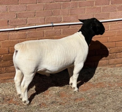 1X DORPER STUD RAM LEROY PHILLIPS DORPERS
