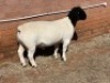 1X DORPER STUD RAM LEROY PHILLIPS DORPERS - 2