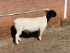 1X DORPER FLOCK RAM LEROY PHILLIPS DORPERS