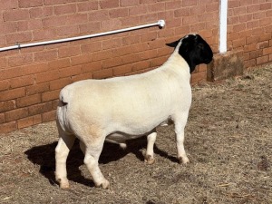 1X DORPER FLOCK RAM LEROY PHILLIPS DORPERS