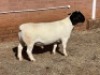 1X DORPER FLOCK RAM LEROY PHILLIPS DORPERS - 2