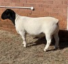 1X DORPER FLOCK RAM LEROY PHILLIPS DORPERS