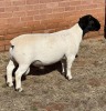 1X DORPER FLOCK RAM LEROY PHILLIPS DORPERS - 2